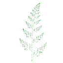Barnsley fern