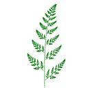 Barnsley fern