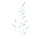Barnsley fern